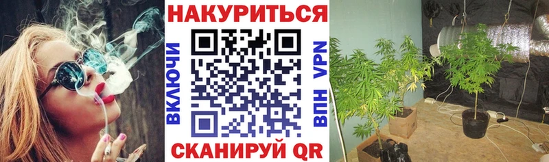 наркота  Бакал  Бошки марихуана сатива 
